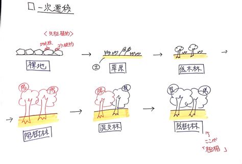 一次遷移|植生の遷移／裸地から森林ができるまで